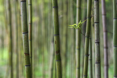 Close-up of bamboo plant