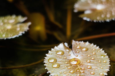 Close-up of wet flower