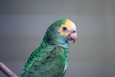 Close-up of parrot perching