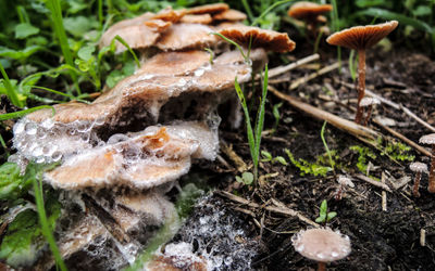 Close-up of mushroom on grass