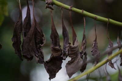 Close-up of dry leaves