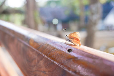 Close-up of butterfly on wood