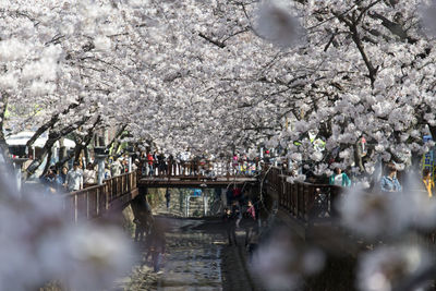 Canal amidst cherry trees with people on walkway