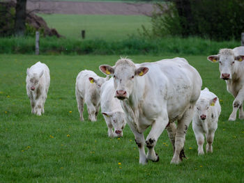 White cows on a meadow in westphalia
