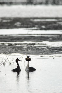 Birds swimming in lake