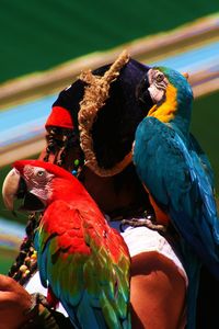 Close-up of parrot perching on branch