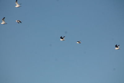 Birds flying against clear blue sky