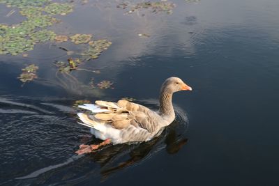 High angle view of duck swimming in lake