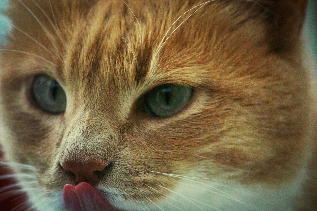 animal themes, one animal, animal head, domestic animals, close-up, mammal, pets, animal eye, animal body part, indoors, portrait, looking at camera, part of, whisker, animal hair, cat, domestic cat, no people, zoology