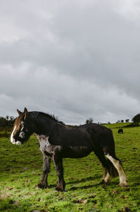 Horses in a field