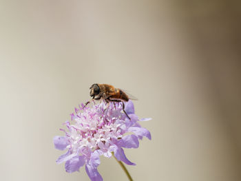 Close-up of bee pollinating on flower