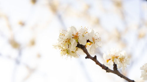 Close-up of cherry blossoms in spring