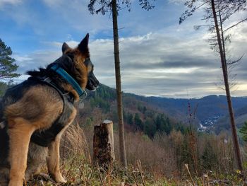 Scenic view of wood against sky