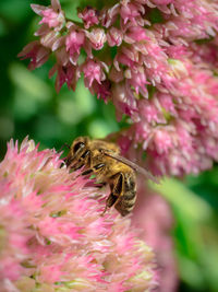 Close-up of bee pollinating on pink flowers