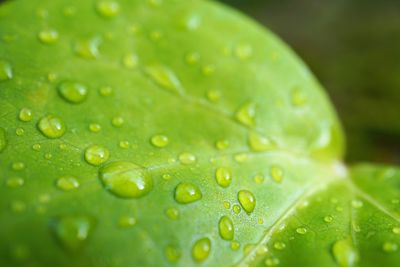 Close-up of raindrops on leaf