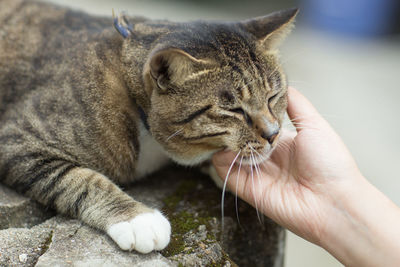 Close-up of hand holding tiger