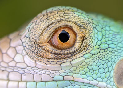 Eyeball Reptile