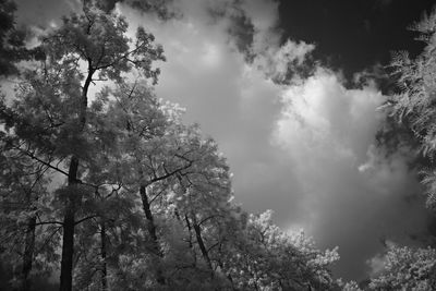 Low angle view of trees against sky