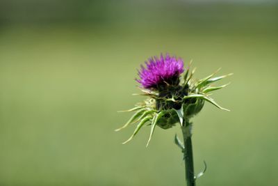 Close-up of thistle blooming outdoors