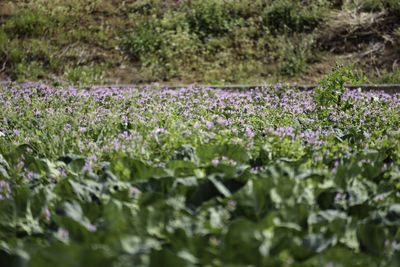 Purple flowering plants on field