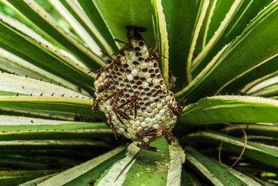 Close-up of cactus on plant