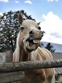 Close-up of horse by fence