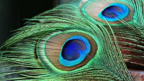 Close-up of peacock feather against black background