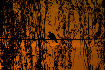 Silhouette bird perching on a tree