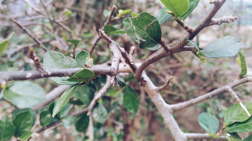 Close-up of lizard on branch