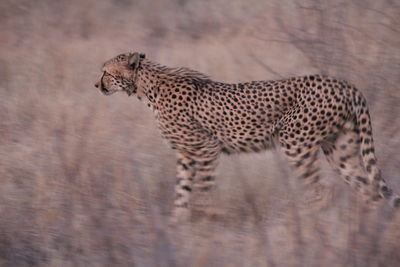 View of a cat on land