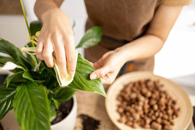 Close up of female gardener hands wiping spathiphyllum plant leaves