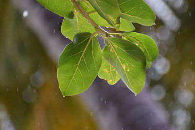 Close-up of plants during rainy season