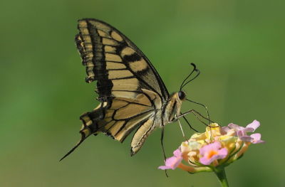 Close-up of butterfly pollinating on flower
