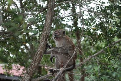 Low angle view of monkey sitting on tree