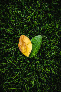 High angle view of dry leaf on grass