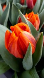 Close-up of red flowers