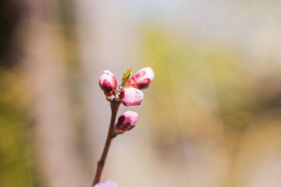 Close-up of pink flowering plant