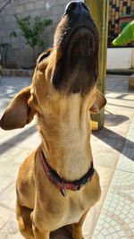 Close-up of dog looking at footpath