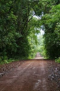 Road passing through forest