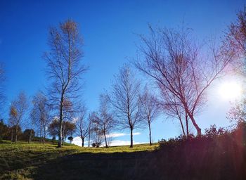 Trees on field against sky