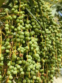 Close-up of fruits growing on plant