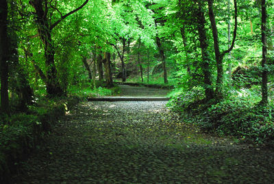 Footpath amidst trees in forest