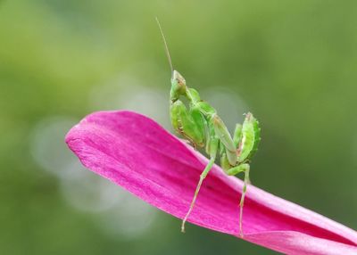 Close-up of insect on pink flower