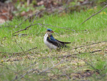 Blue tree swallow collecting nesting material