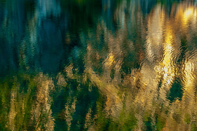 Full frame shot of plants in lake