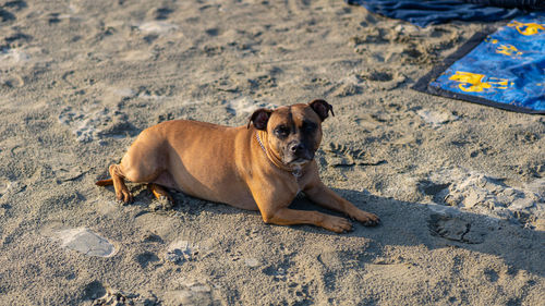 Dog lying on sand