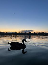 Silhouette duck swimming in lake at sunset