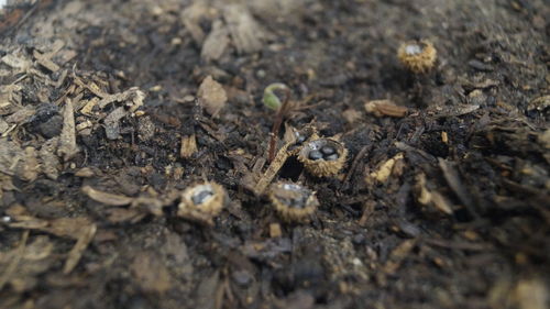 High angle view of caterpillar on field