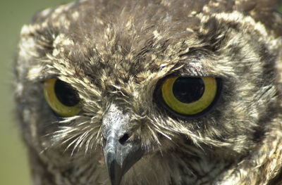 Close-up portrait of an animal