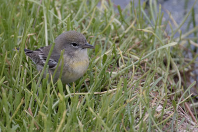 Tiny pine warbler in the green grass near the edge of a swamp